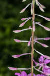 Fireweed